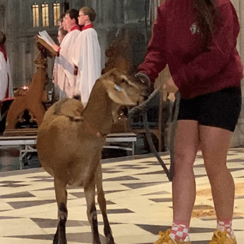 Picture of goat