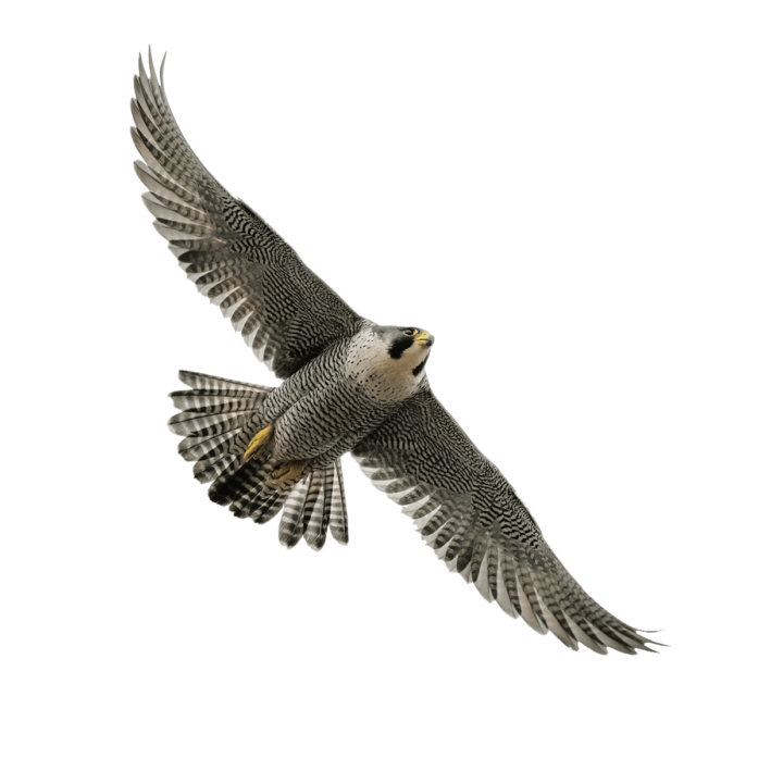 Peregrine Falcon in flight