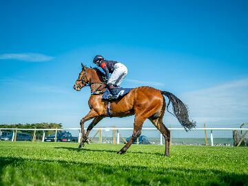 single bay racehorse on course