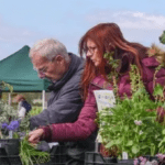 two people inspecting plants