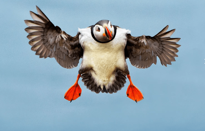 Puffin in flight